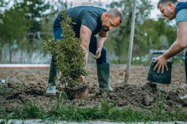 Lawn Renovation and Restoration